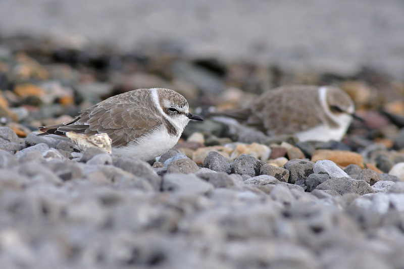 Strandplevier / Kentish Plover