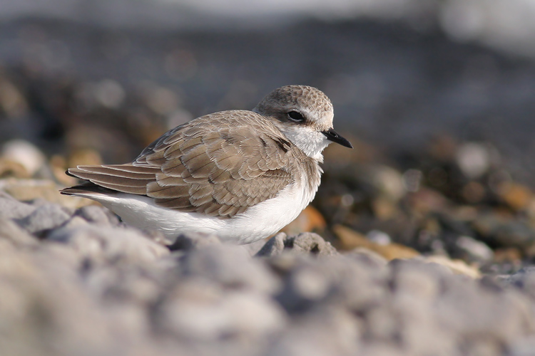 Strandplevier / Kentish Plover
