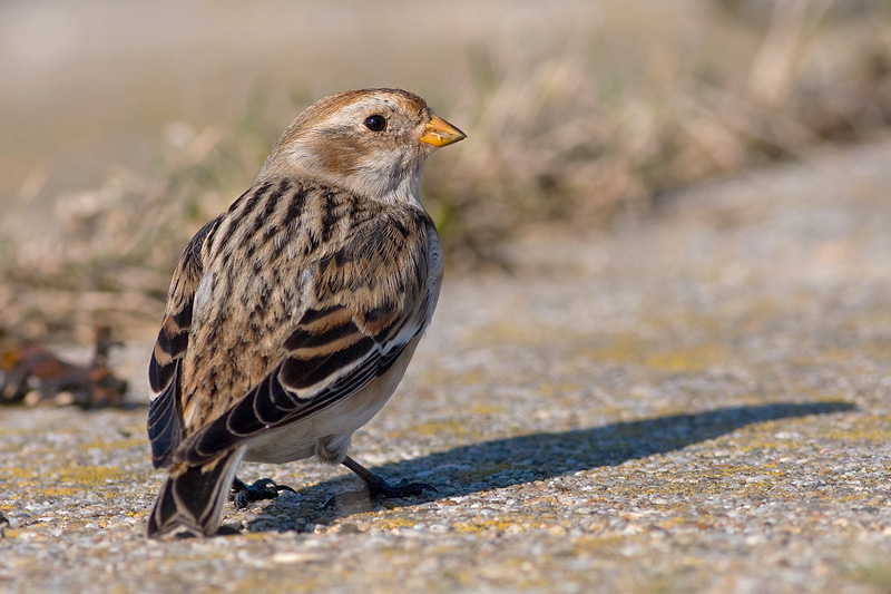 Sneeuwgors / Snow Bunting