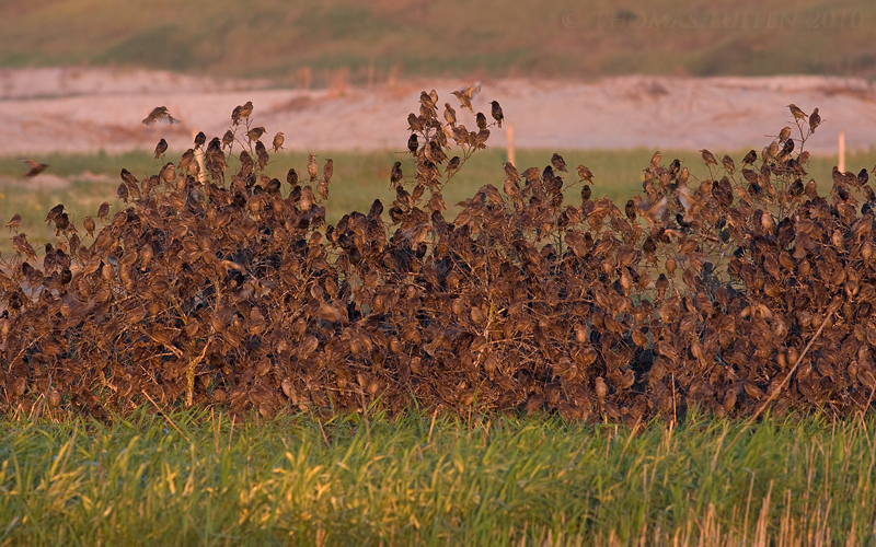 Spreeuw / Common Starling