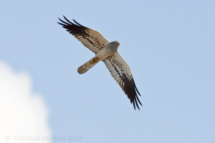 Grauwe Kiekendief / Montagus Harrier