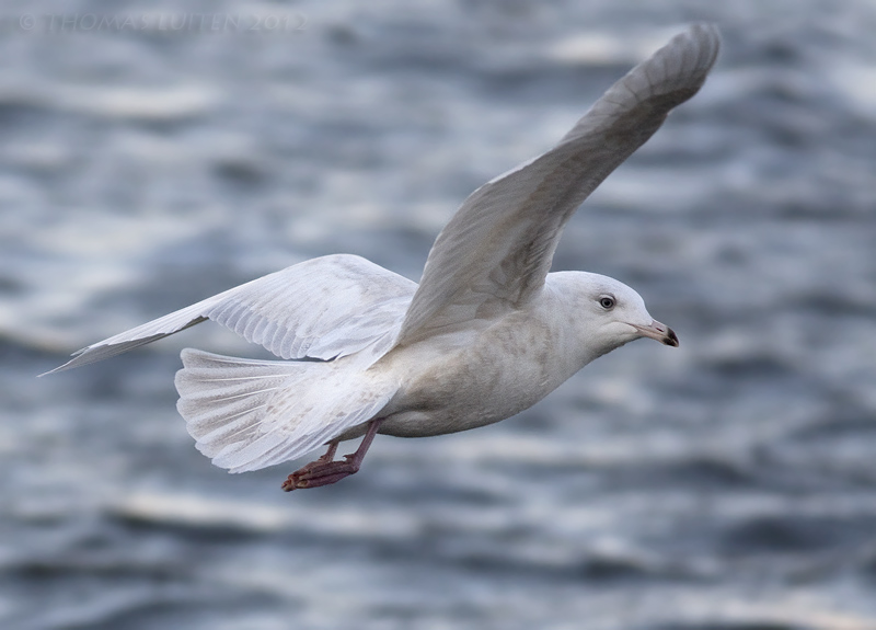 Kleine Burgemeester / Iceland Gull