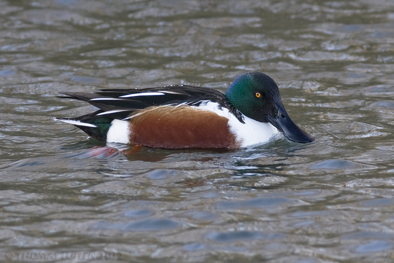 Slobeend / Shoveler