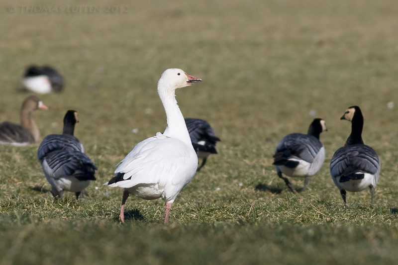 Sneeuwgans / Snow Goose