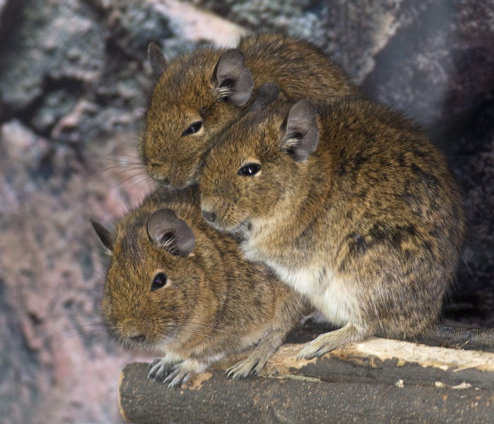 Degoe / Degu / Octodon degus
