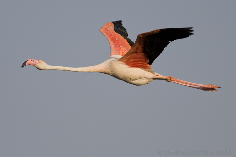 Flamingo / Greater Flamingo