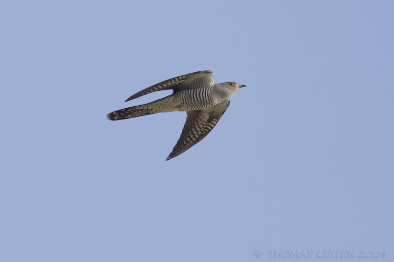Koekoek / Common Cuckoo