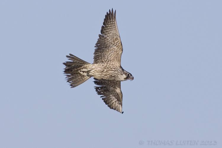 Slechtvalk / Peregrine