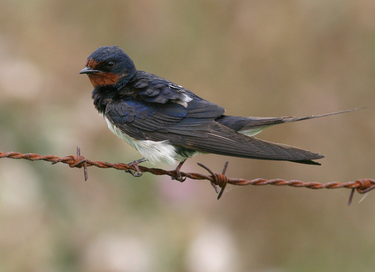 Boerenzwaluw / Barn Swallow