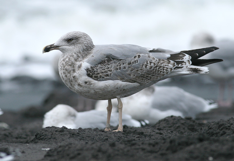 Geelpootmeeuw / Yellow-legged Gull