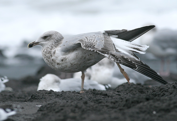 Geelpootmeeuw / Yellow-legged Gull