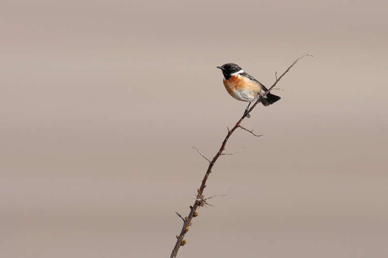 Roodborsttapuit / Stonechat