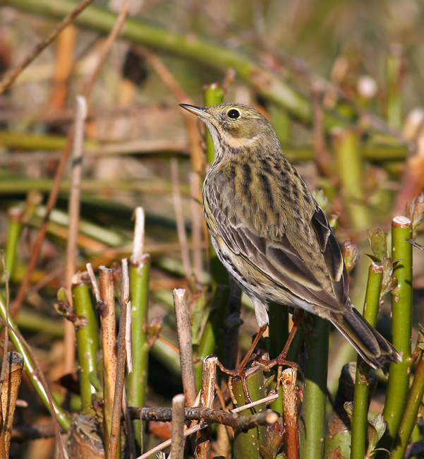 Graspieper / Meadow Pipit