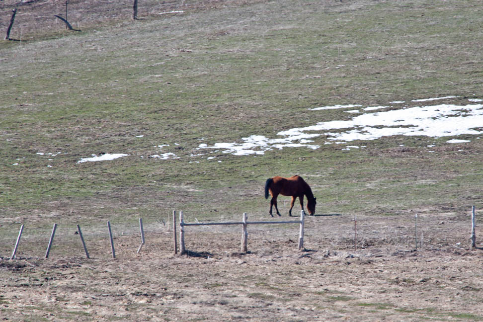 8177  Neighbors horse