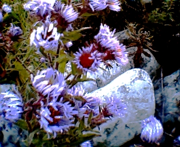 009.jpg