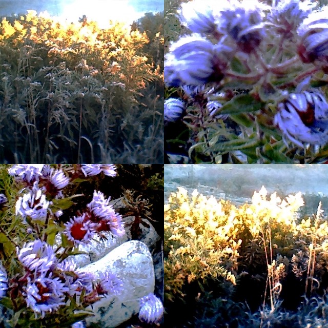 collage14.jpg