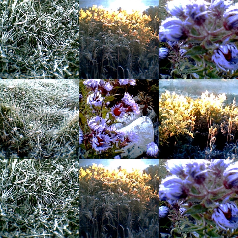 collage16.jpg
