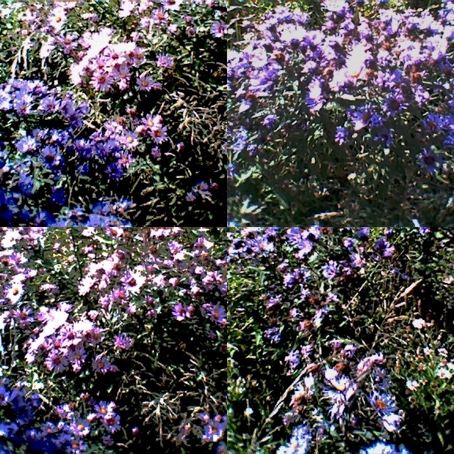 collage8.jpg