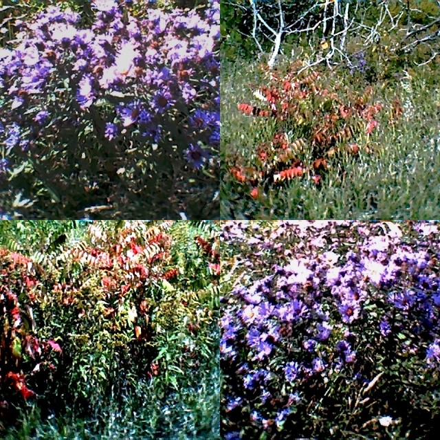 collage11-1.jpg