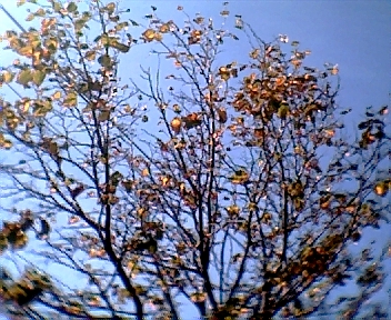 009.jpg