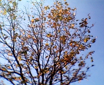 010.jpg