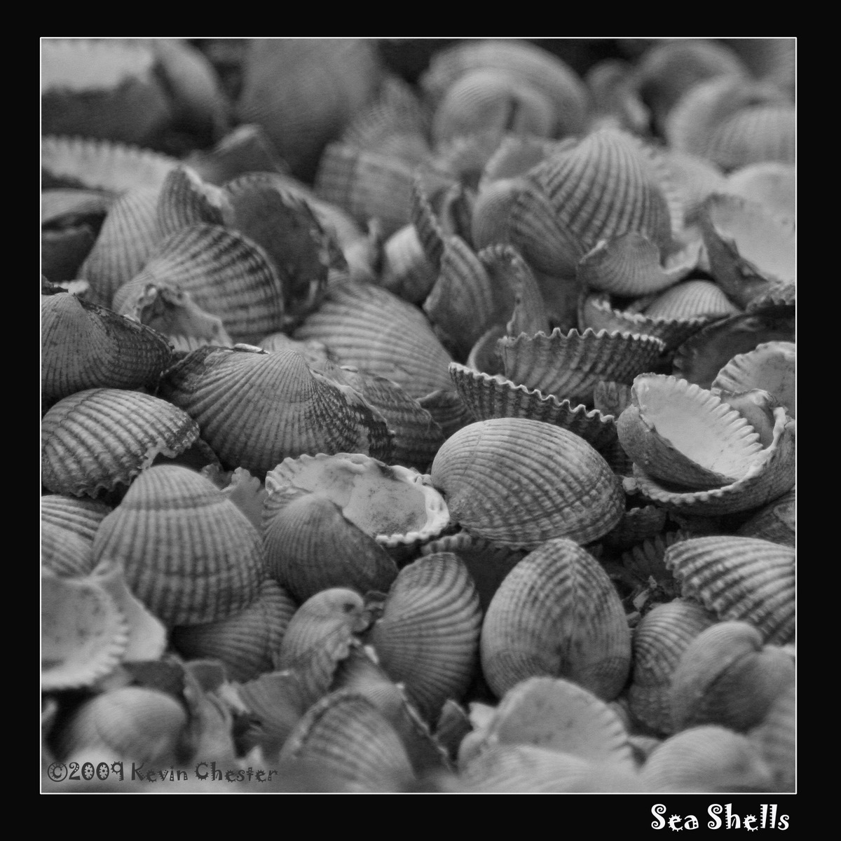 Sea shells