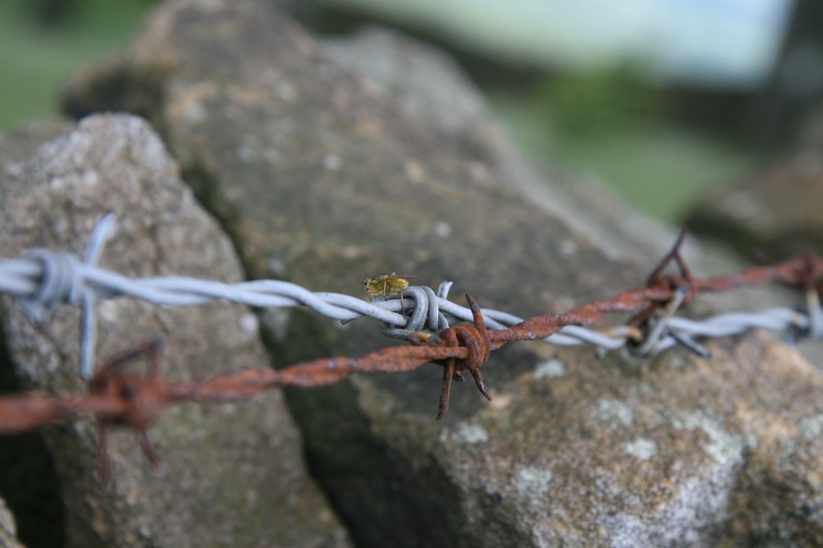 Crossed wires