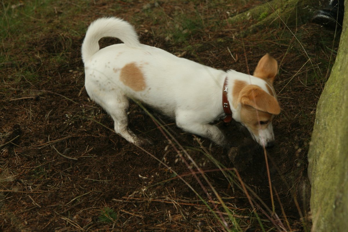 Attack