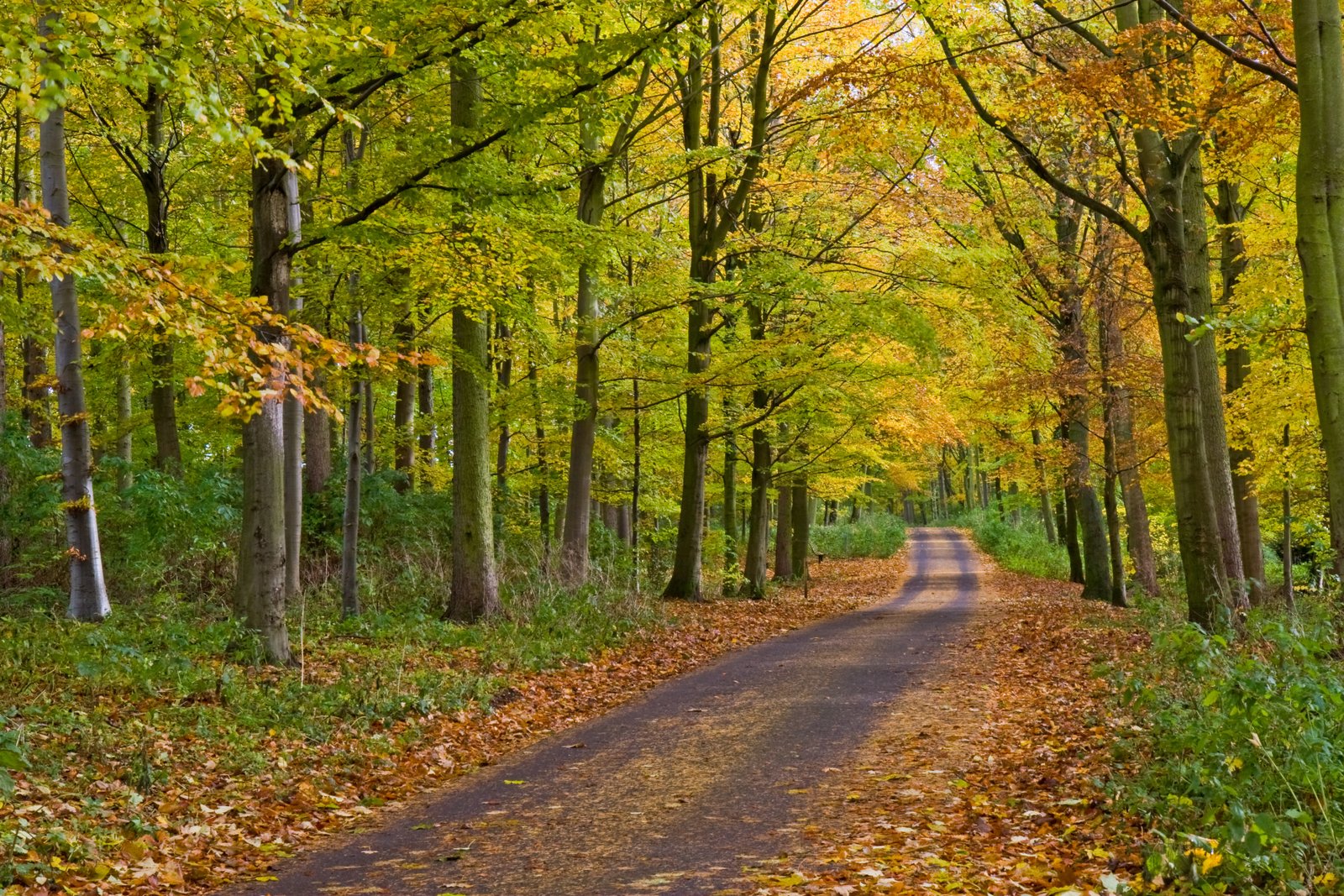 Staindrop Woods 