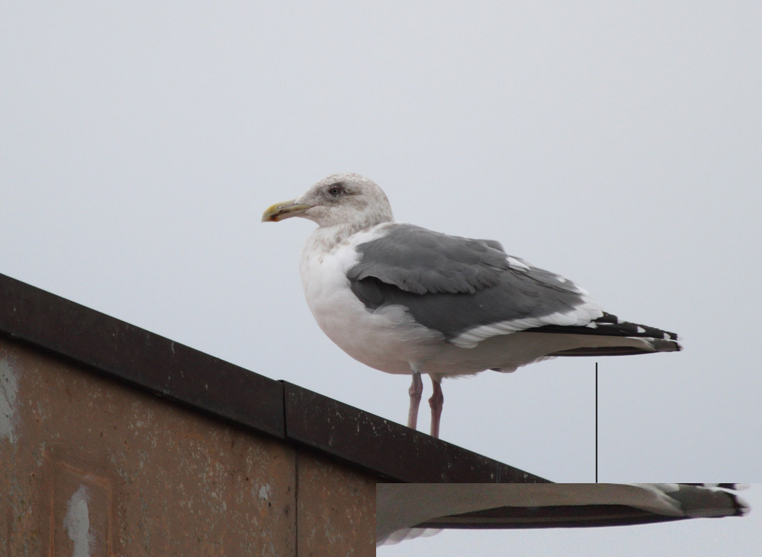 SlatybackedGull_(near)ad_Choshi_Japan_20120307_076.JPG