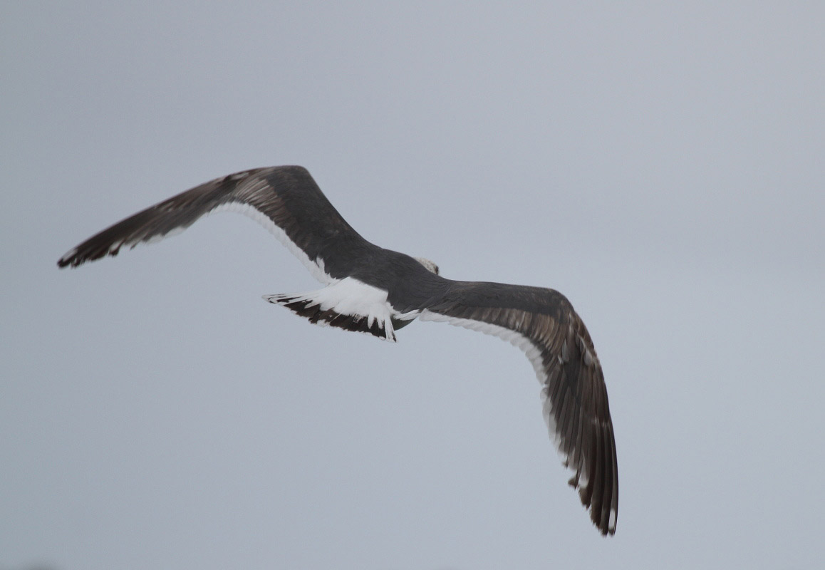 SlatybackedGull_3c_Choshi_Japan_20120306_014.JPG