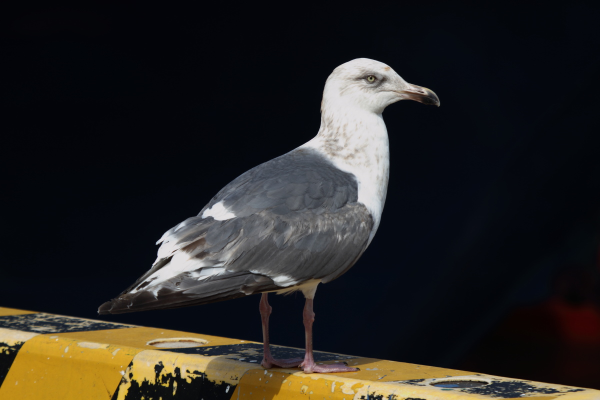 SlatybackedGull_3c_Choshi_Japan_20120311_001.JPG
