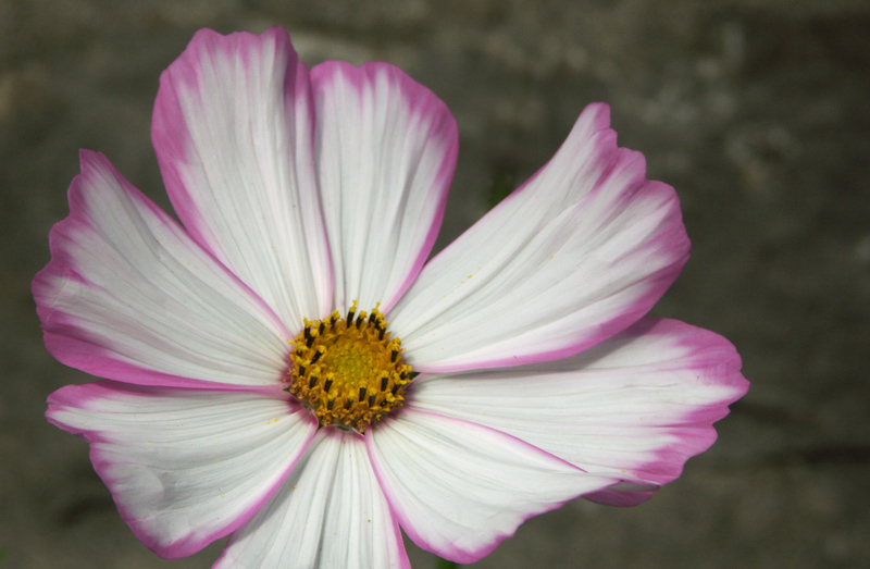 Cosmos