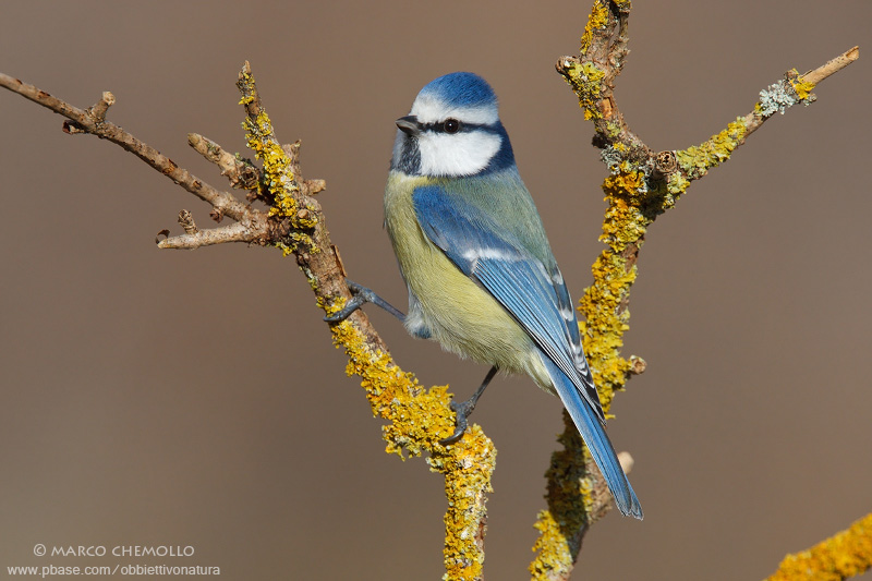 Blue Tit - Cinciarella (Parus caeruleus = Cyanistes caeruleus)