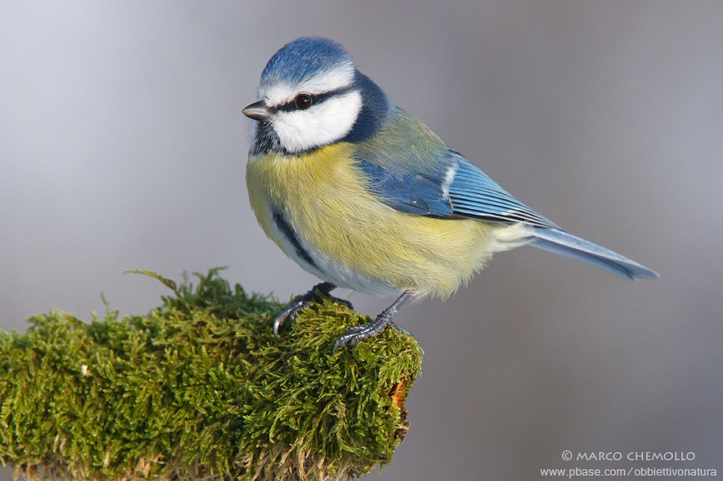 Blue Tit - Cinciarella (Parus caeruleus = Cyanistes caeruleus)