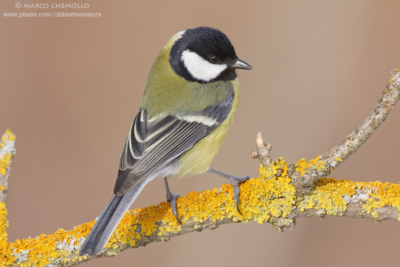 Great Tit - Cinciallegra (Parus major)