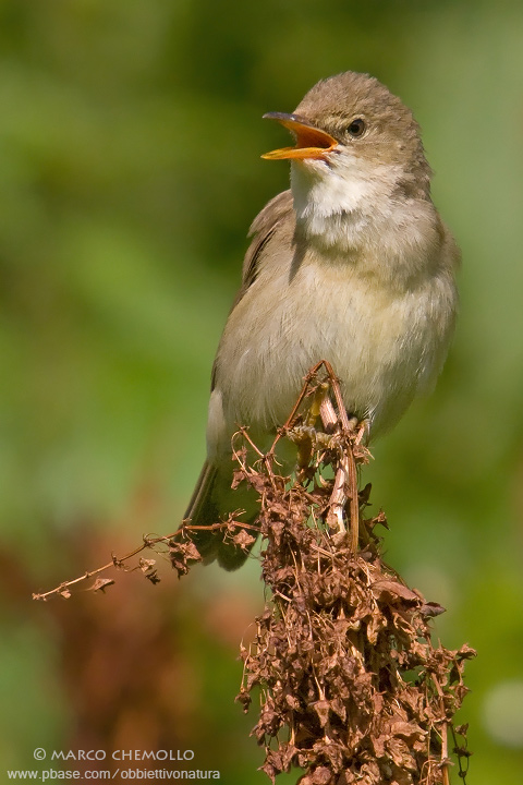 Marsh Warbler - Cannaiola Verdognola (Acrocephalus palustris)