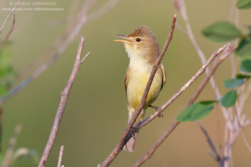 Melodius Warbler - Canapino (Hippolais polyglotta)