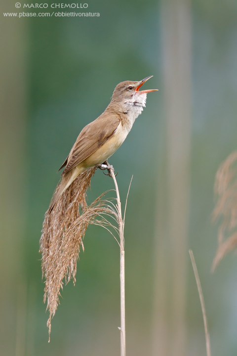 Great Reed Warbler - Cannareccione (Acrocephalus arundinaceus)