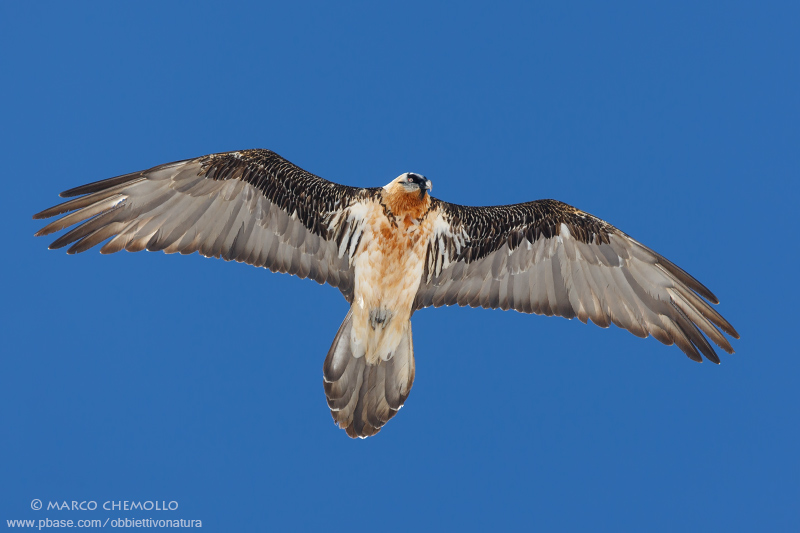Bearded Vulture - Gipeto (Gypaetus barbatus)