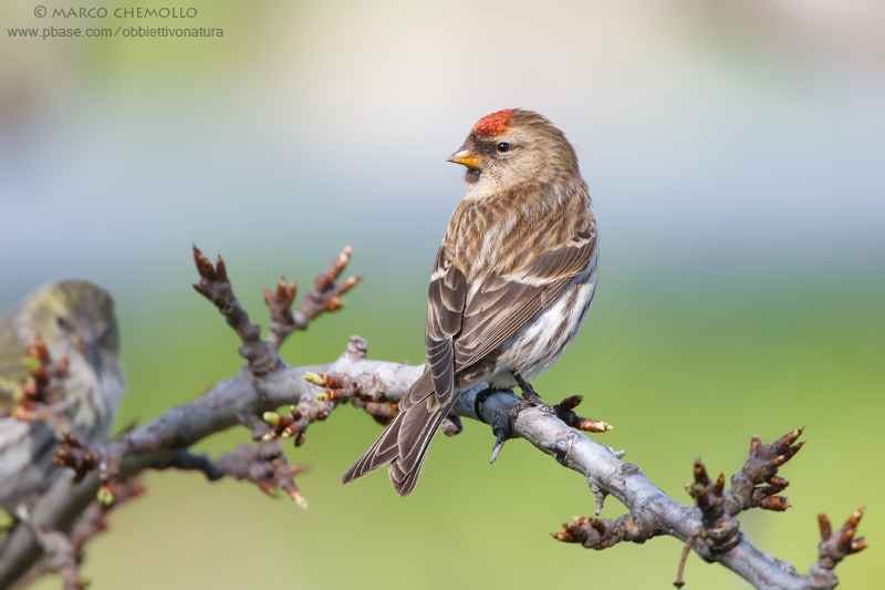Organetto - Redpoll (Carduelis flammea cabaret)