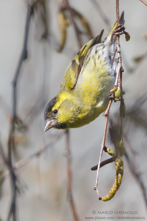 Lucherino - Siskin (Carduelis spinus)
