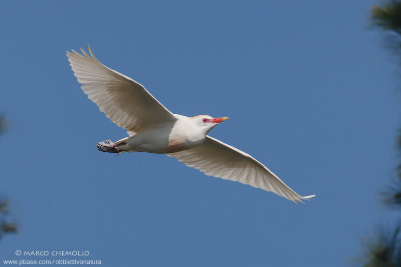 Cattle egret - Airone guardabuoi (Bubulcus ibis)