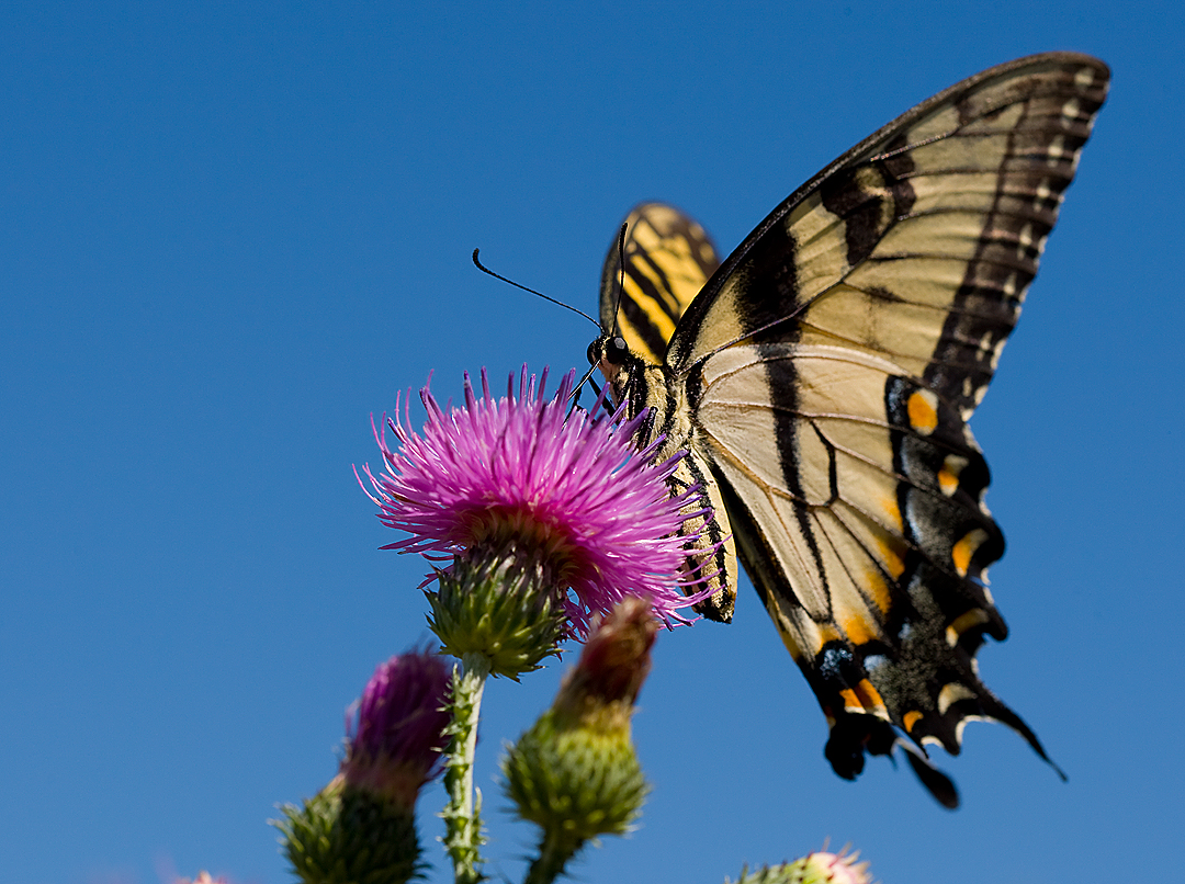 Yellow Swallowtail 7410