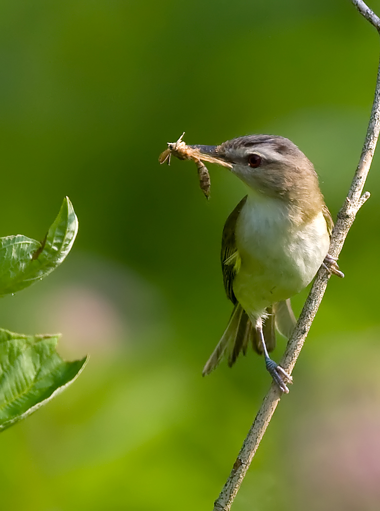 Red-eyed Vireo 7563