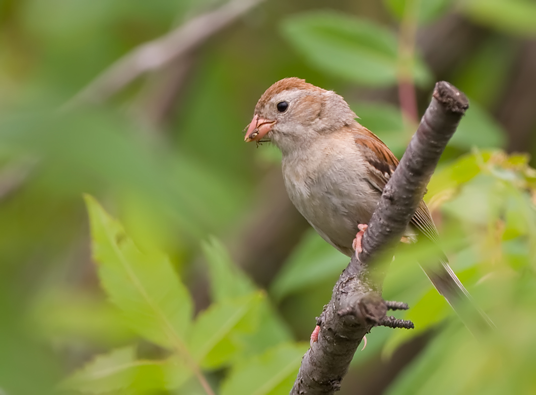 Field Sparrow 7763