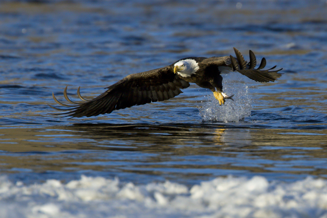 Bald Eagle