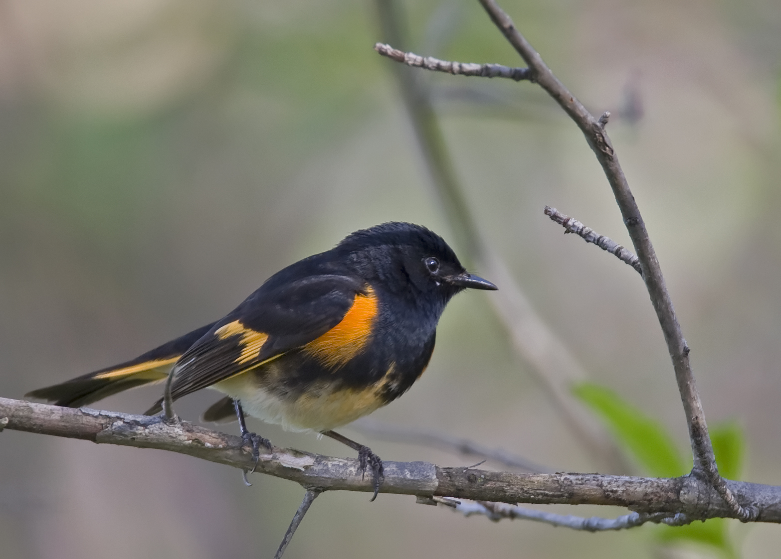 American Redstart 0620