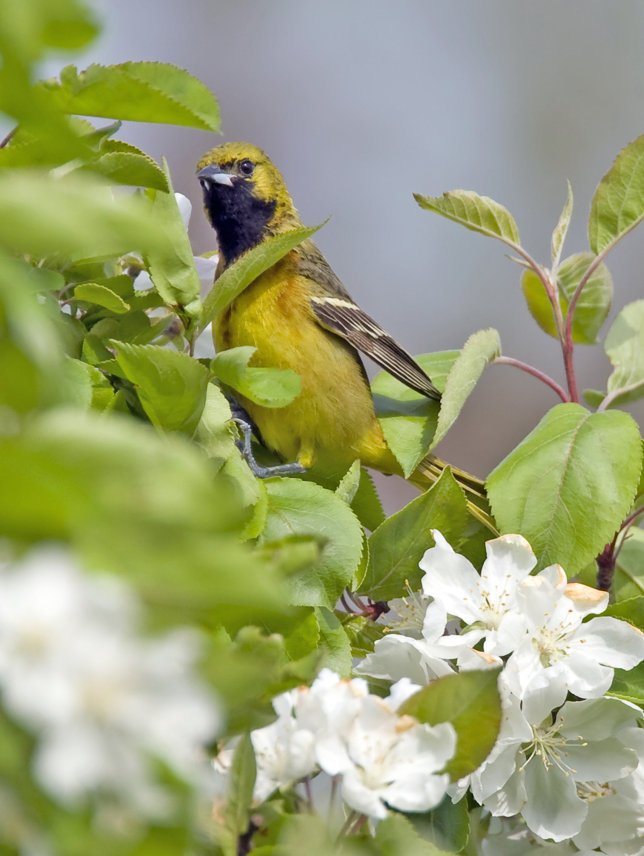 Orchard Oriole 0804