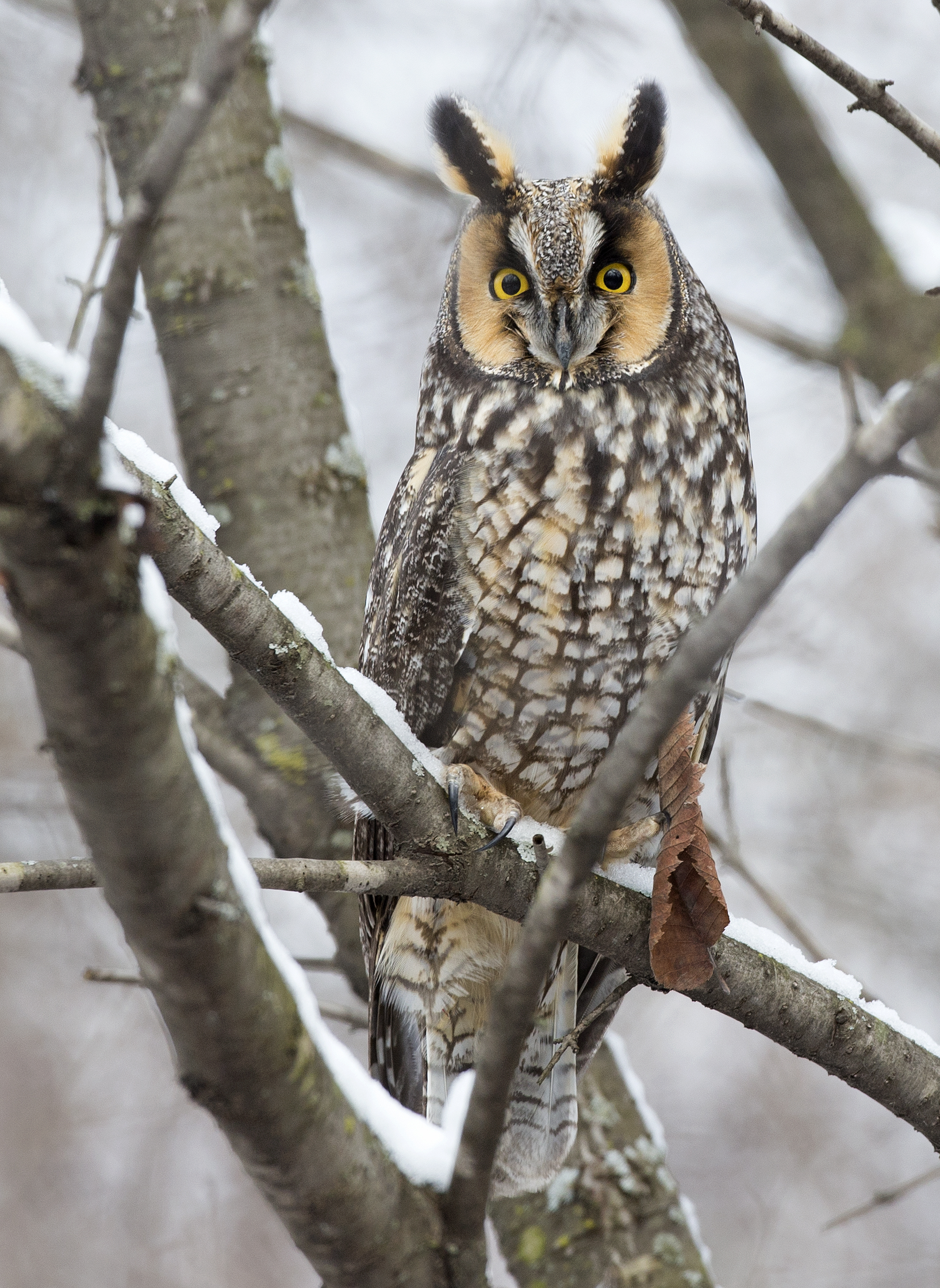 Long-eared Owl 0198
